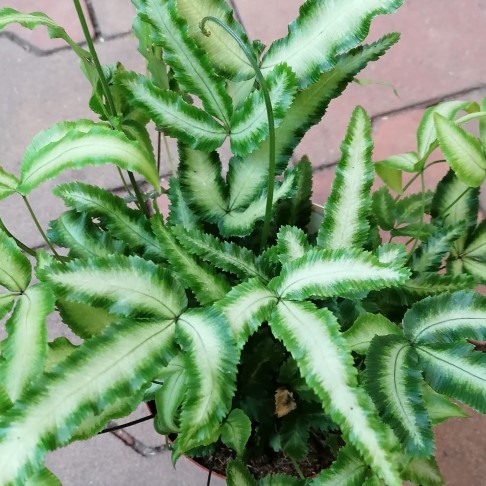 Křídelnice květináč 12cm-0