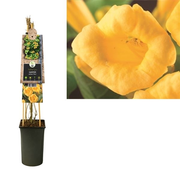 Popínavé rostliny - Křivouš kořeňující (trubač) Flava 2,25 litru