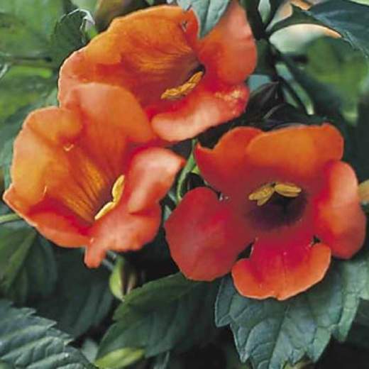 Popínavé rostliny - Křivouš křížený 'Madame Galen' (trubač) květináč 6 litrů, kužel, vyvazovaný