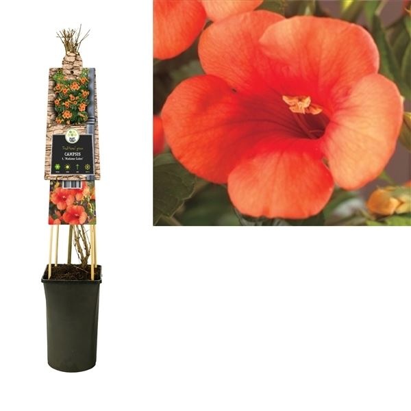 Popínavé rostliny - Křivouš (trubač) Madame Galen 2,25 litru