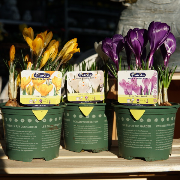 Rychlené cibuloviny - Krocus mix 13cm