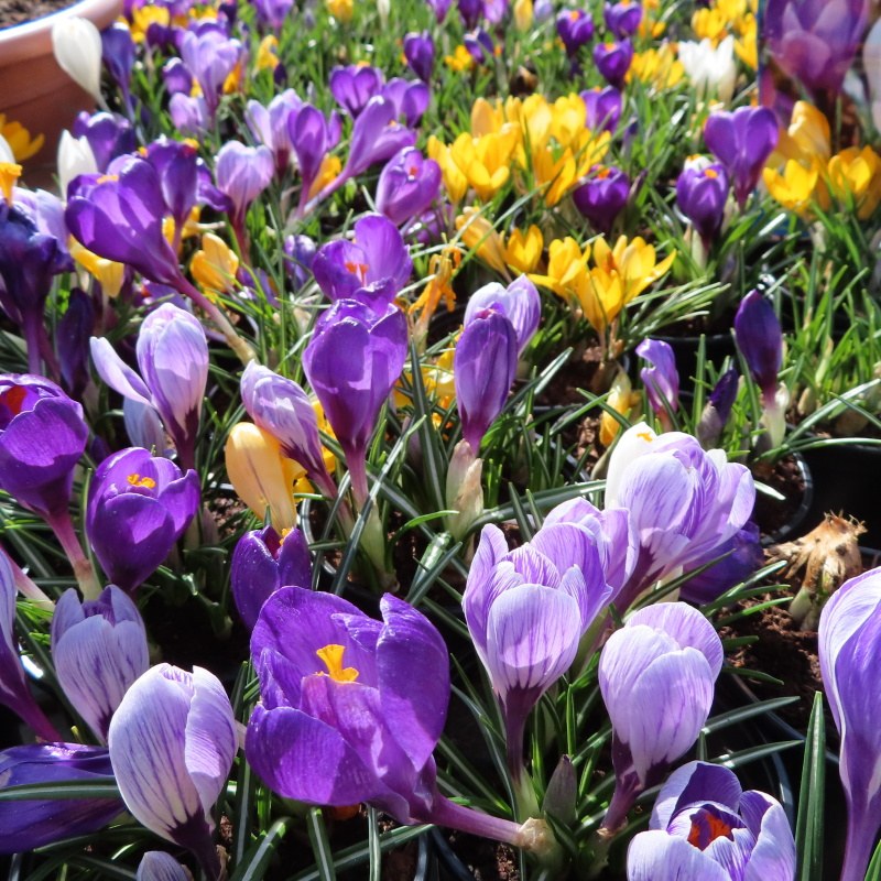 Rychlené cibuloviny - Krokus 10,5cm mix