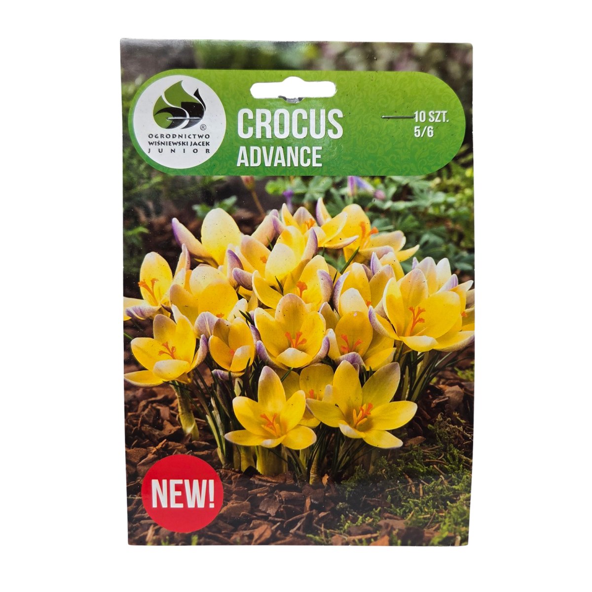 Krokusy - Krokus Advance 10ks