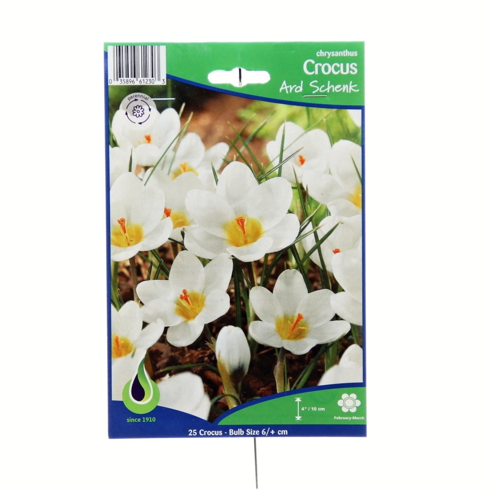 Rostliny - Krokus Ard Schenk 25ks