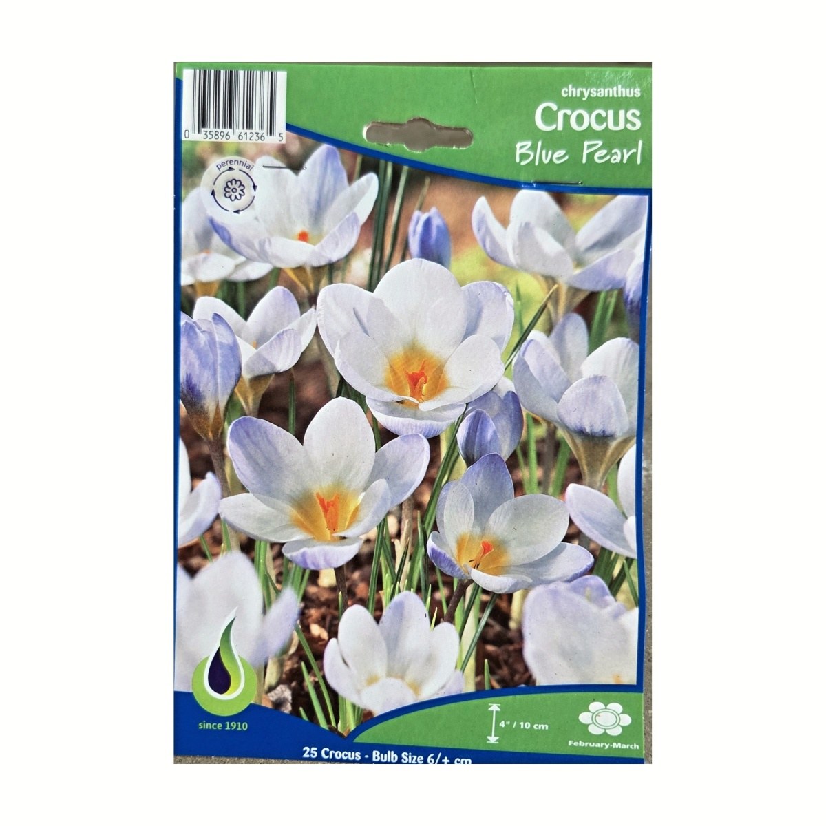 Krokusy - Krokus Blue Pearl 25ks
