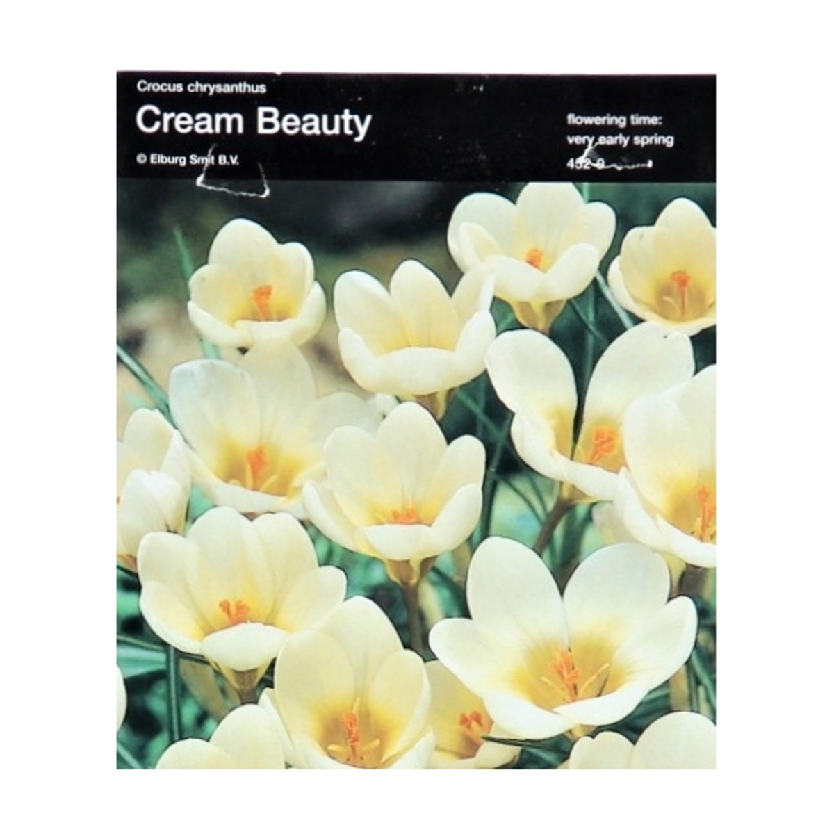 Krokusy - Krokus Cream Beauty 10ks