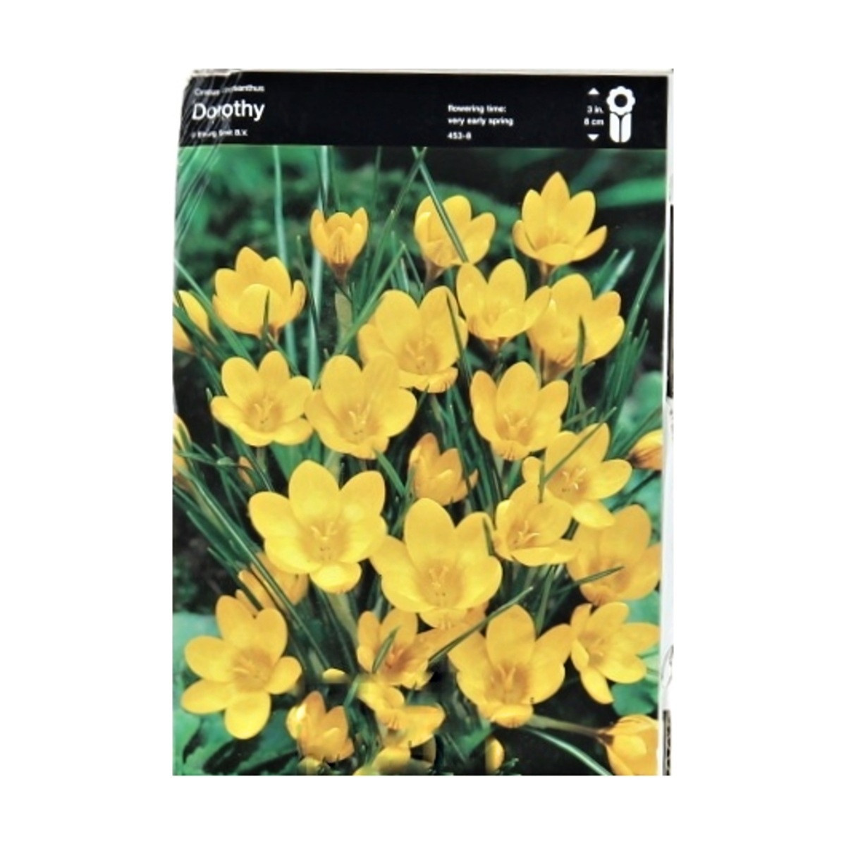 Krokusy - Krokus Dorothy 10ks