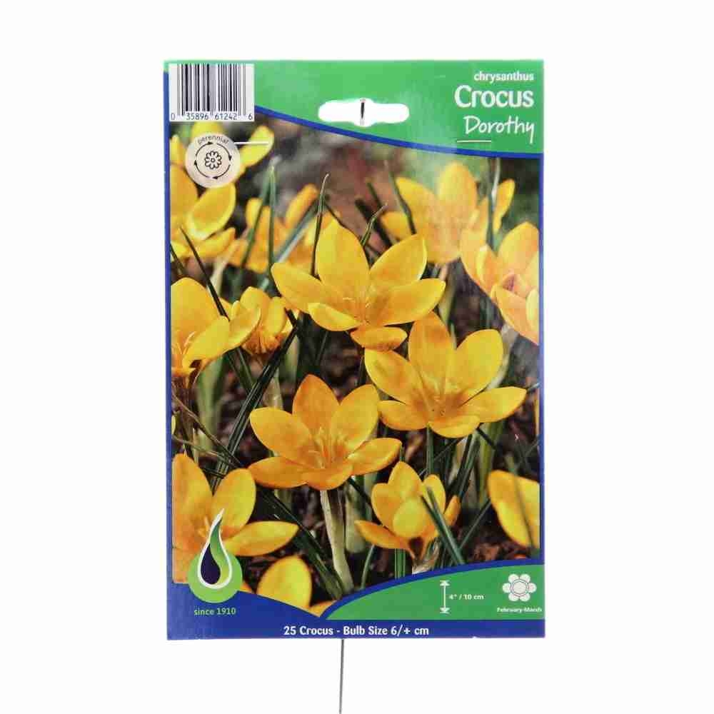 Rostliny - Krokus 'Dorothy' 25ks