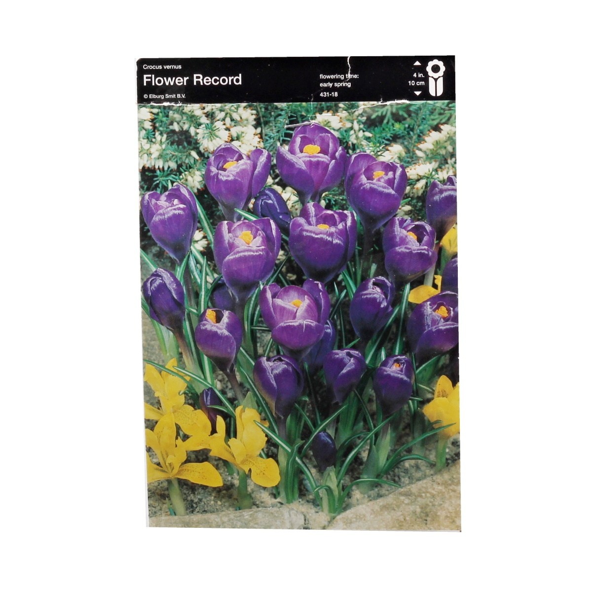 Krokusy - Krokus Flower Record 10ks