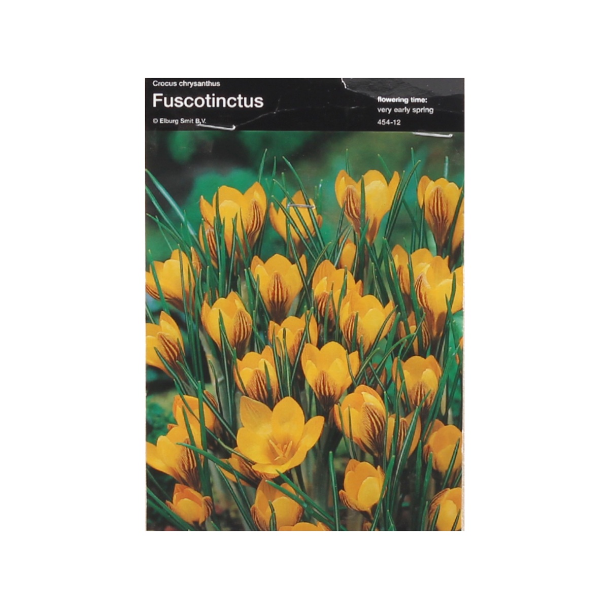 Krokusy - Krokus Fuscotinctus 10ks