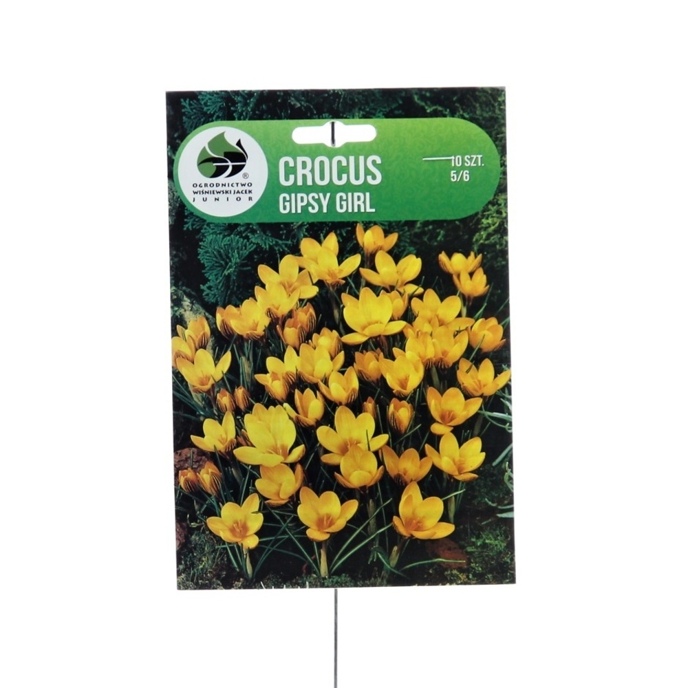 Krokusy - Krokus Gipsy Girl 10ks