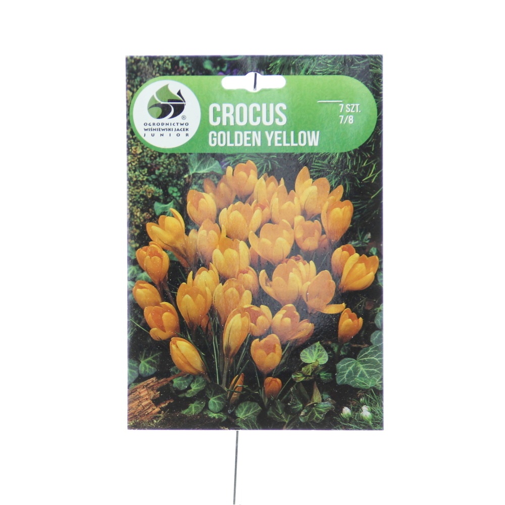 Rostliny - Krokus Golden Yellow 7ks