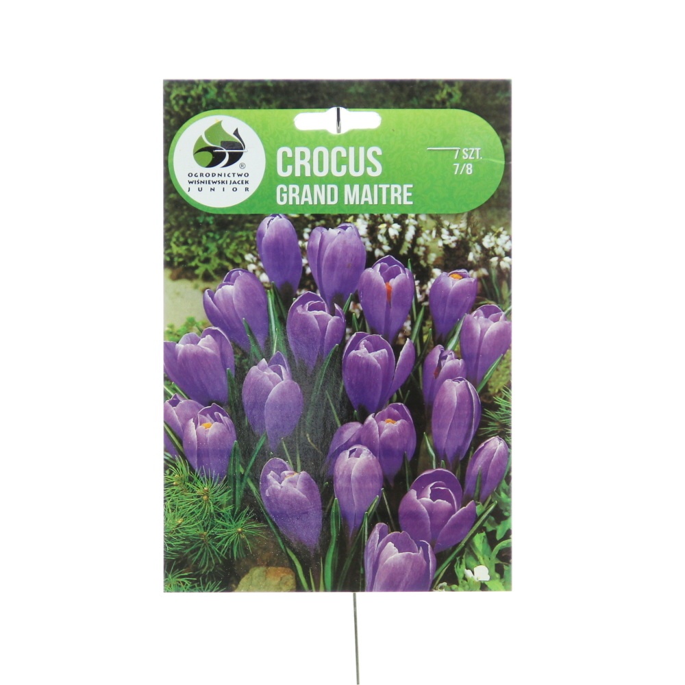Rostliny - Krokus 'Grand Maitre' 7ks