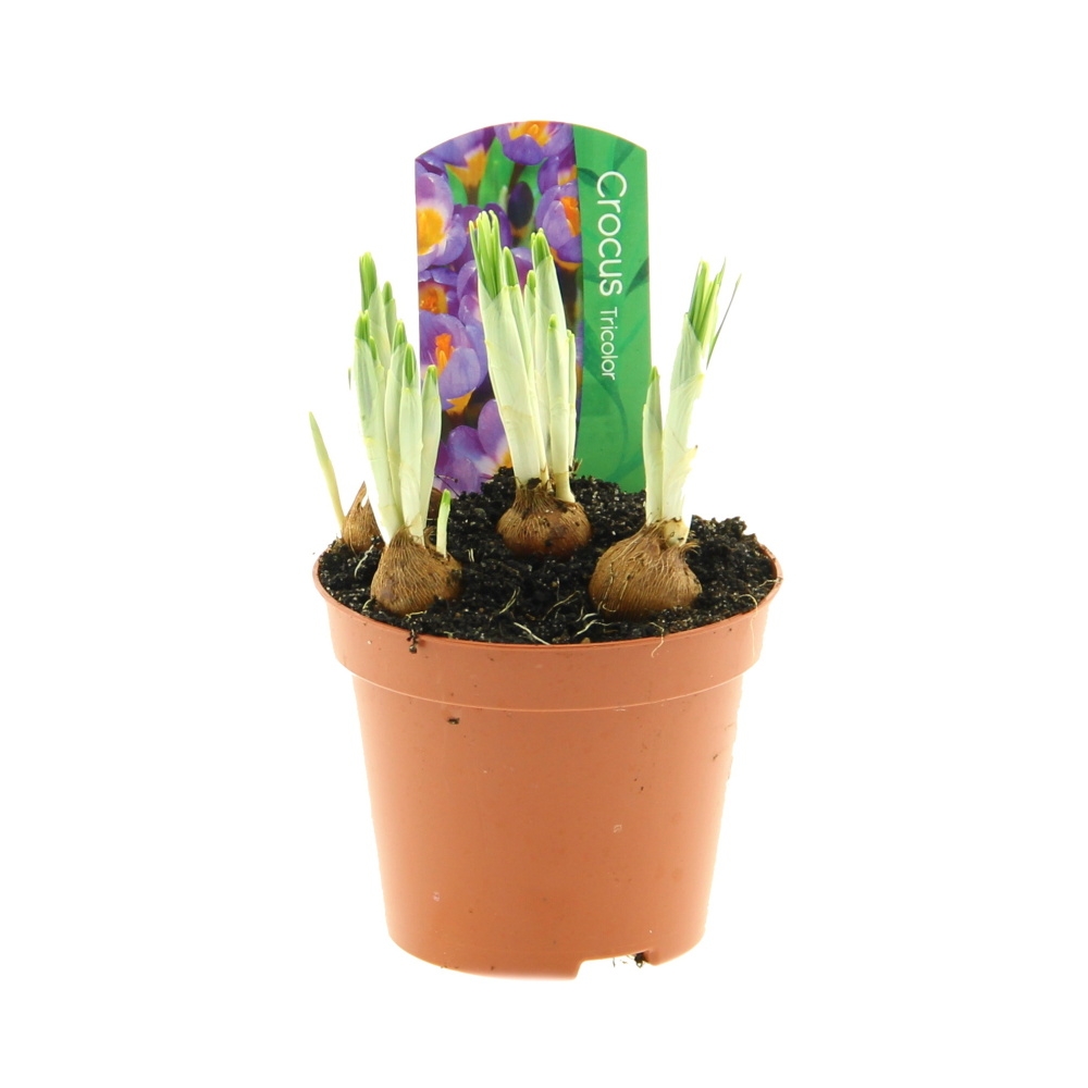 Rychlené cibuloviny - Krokus jarní mix květináč 9cm