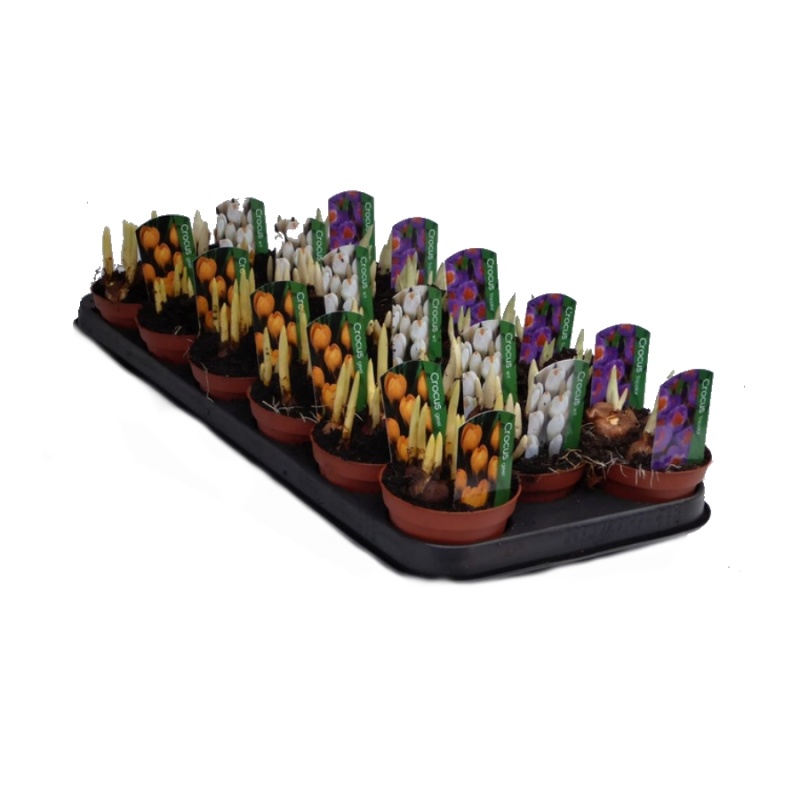 Krokus jarní mix květináč 9cm-0