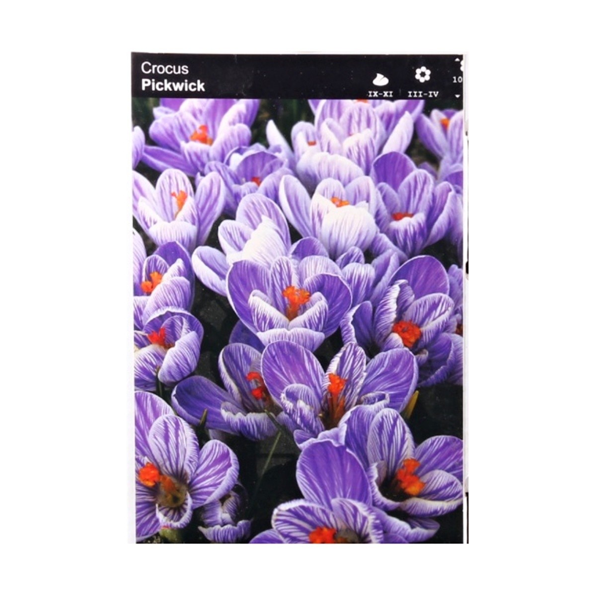 Krokusy - Krokus Pickwick 10ks