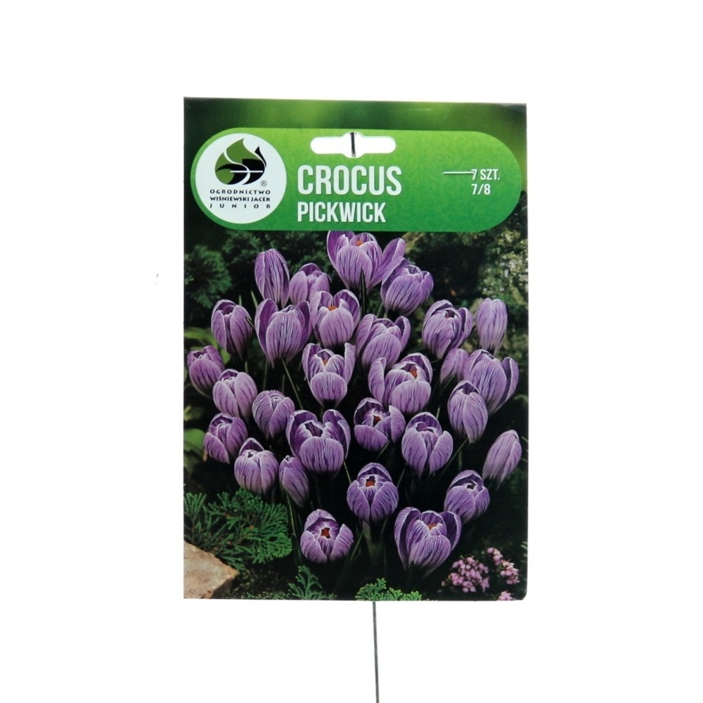 Rostliny - Krokus 'Pickwick' 7ks