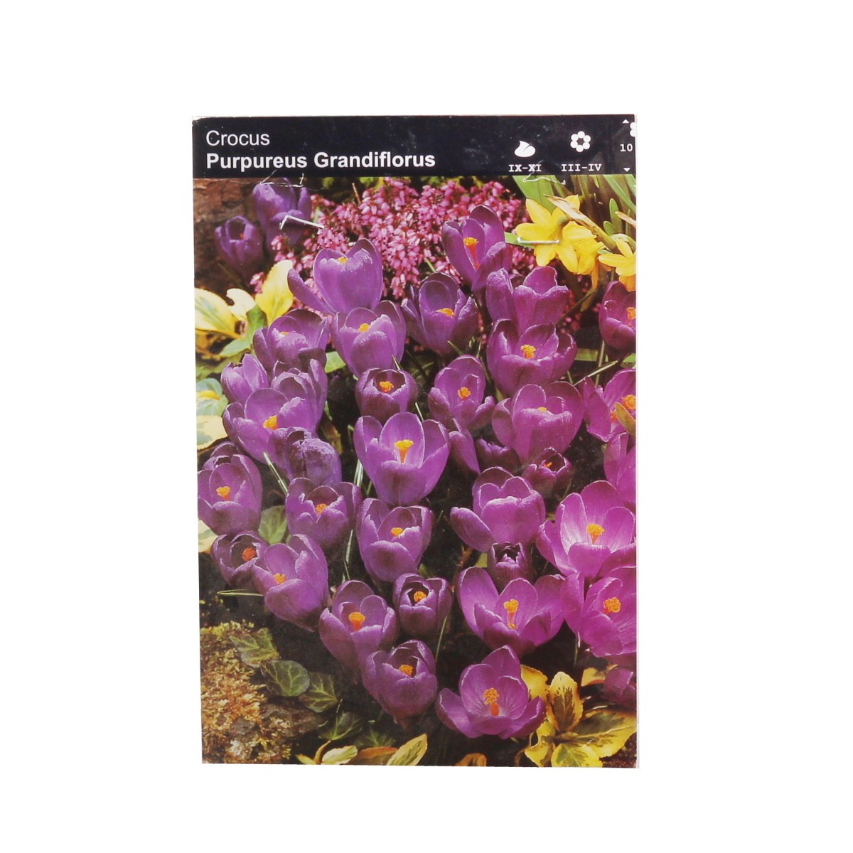 Krokusy - Krokus Purpureus Grandiflorus 10ks