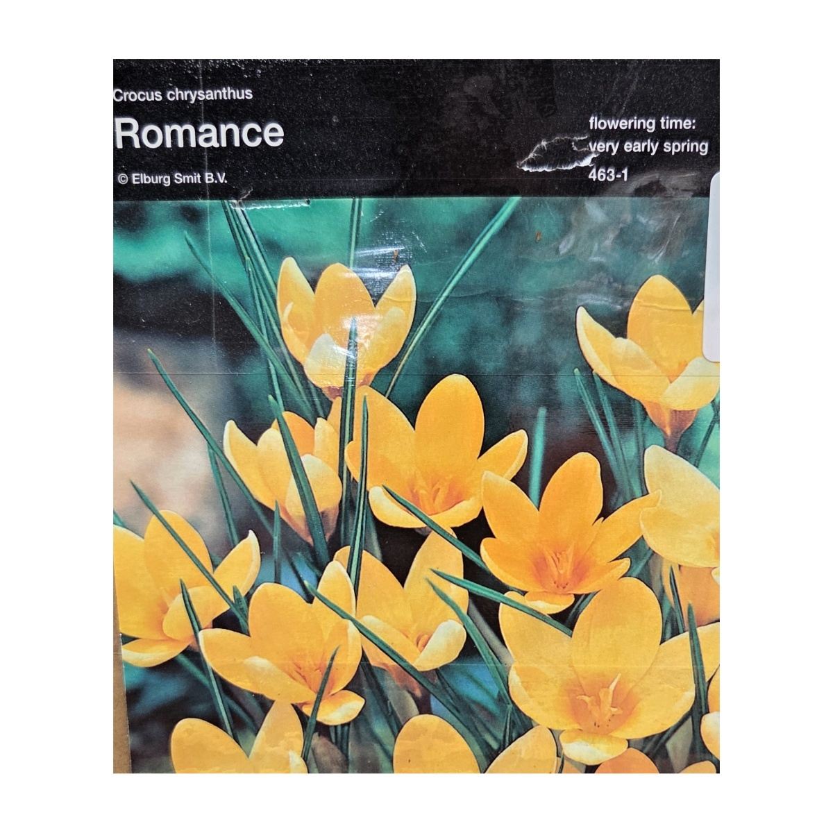 Krokusy - Krokus Romance 10ks