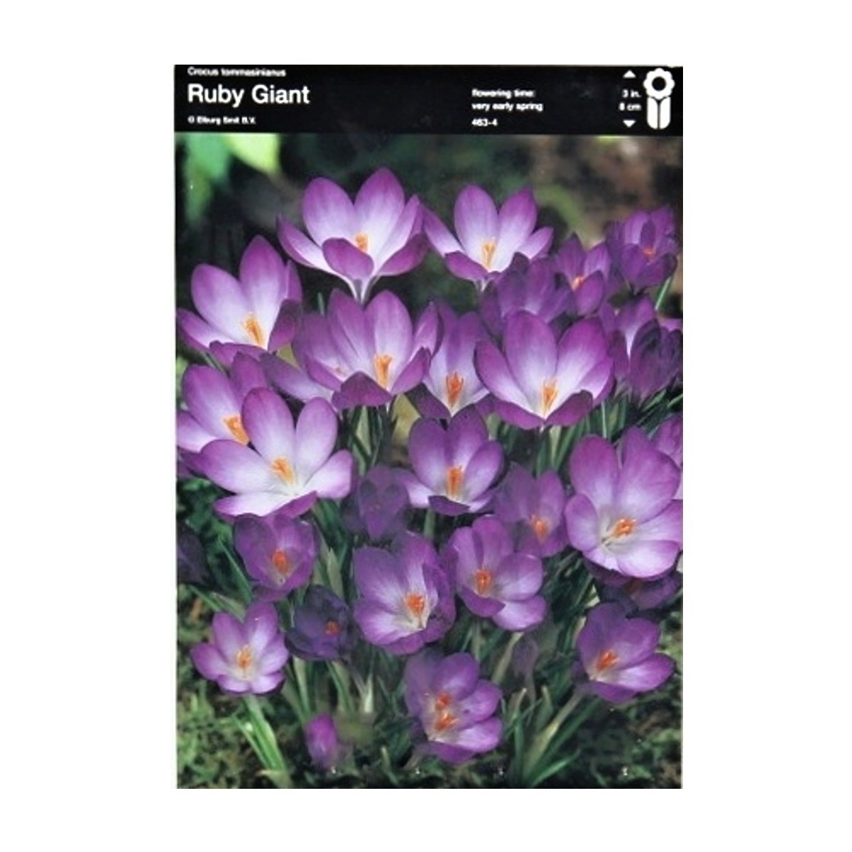 Krokusy - Krokus Ruby Giant 10ks