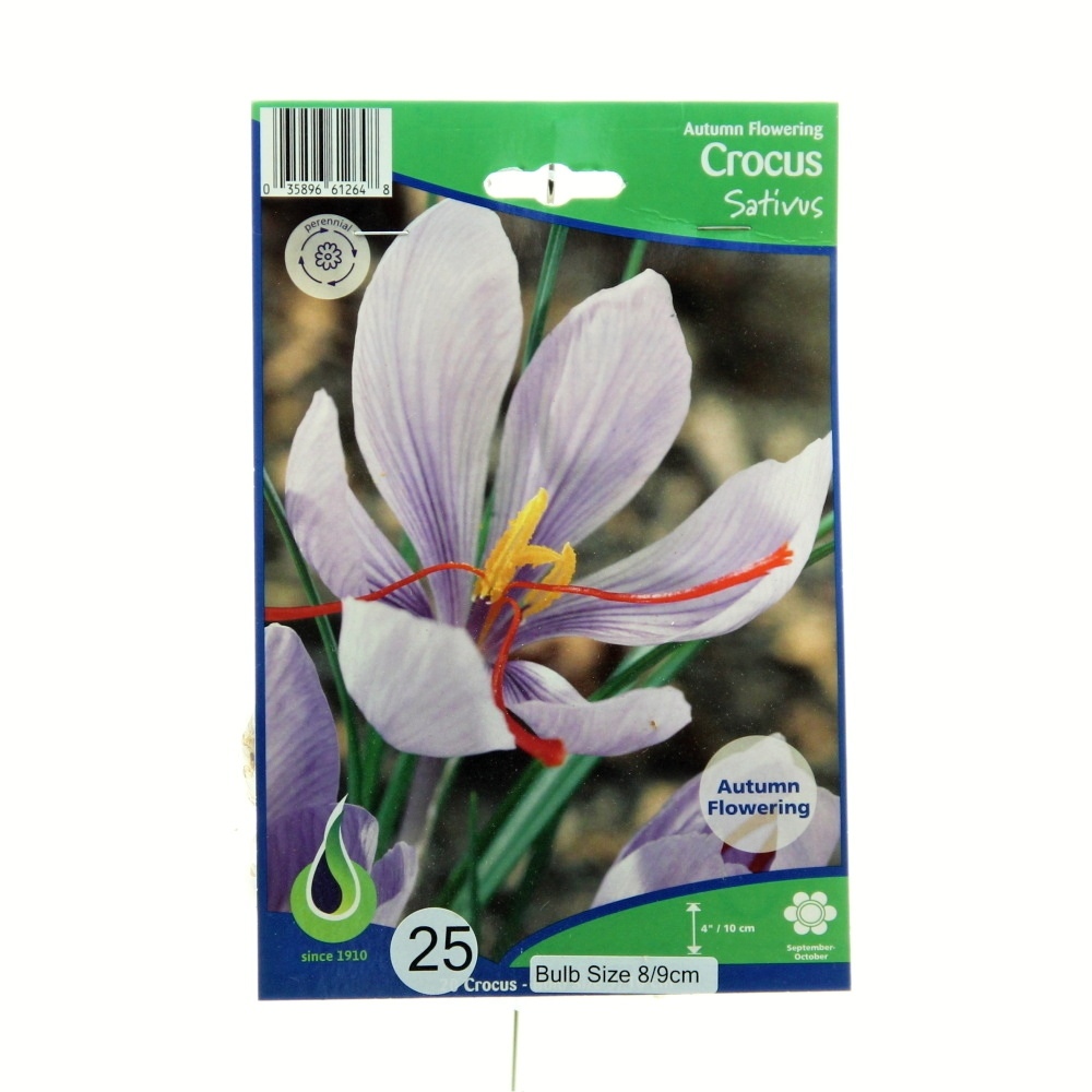 Rostliny - Krokus setý 25ks