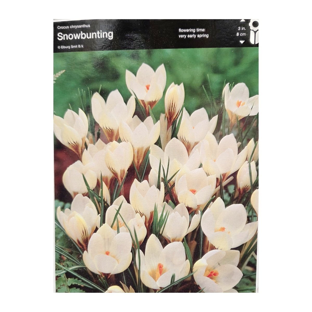 Krokusy - Krokus Snowbunting 10ks
