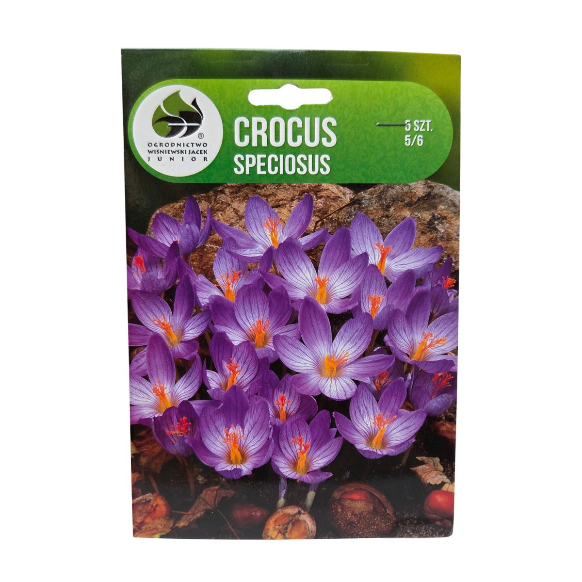 Krokusy - Krokus Speciosus 5ks