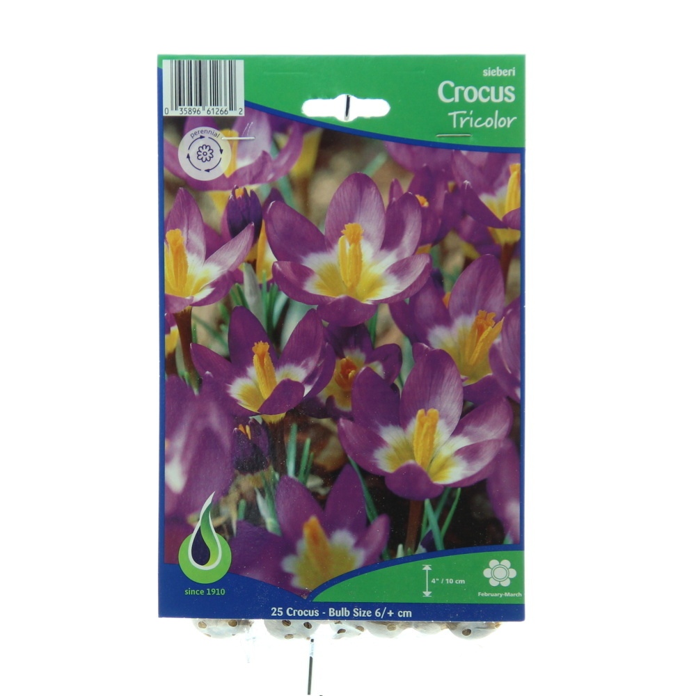 Rostliny - Krokus Tricolor 25ks
