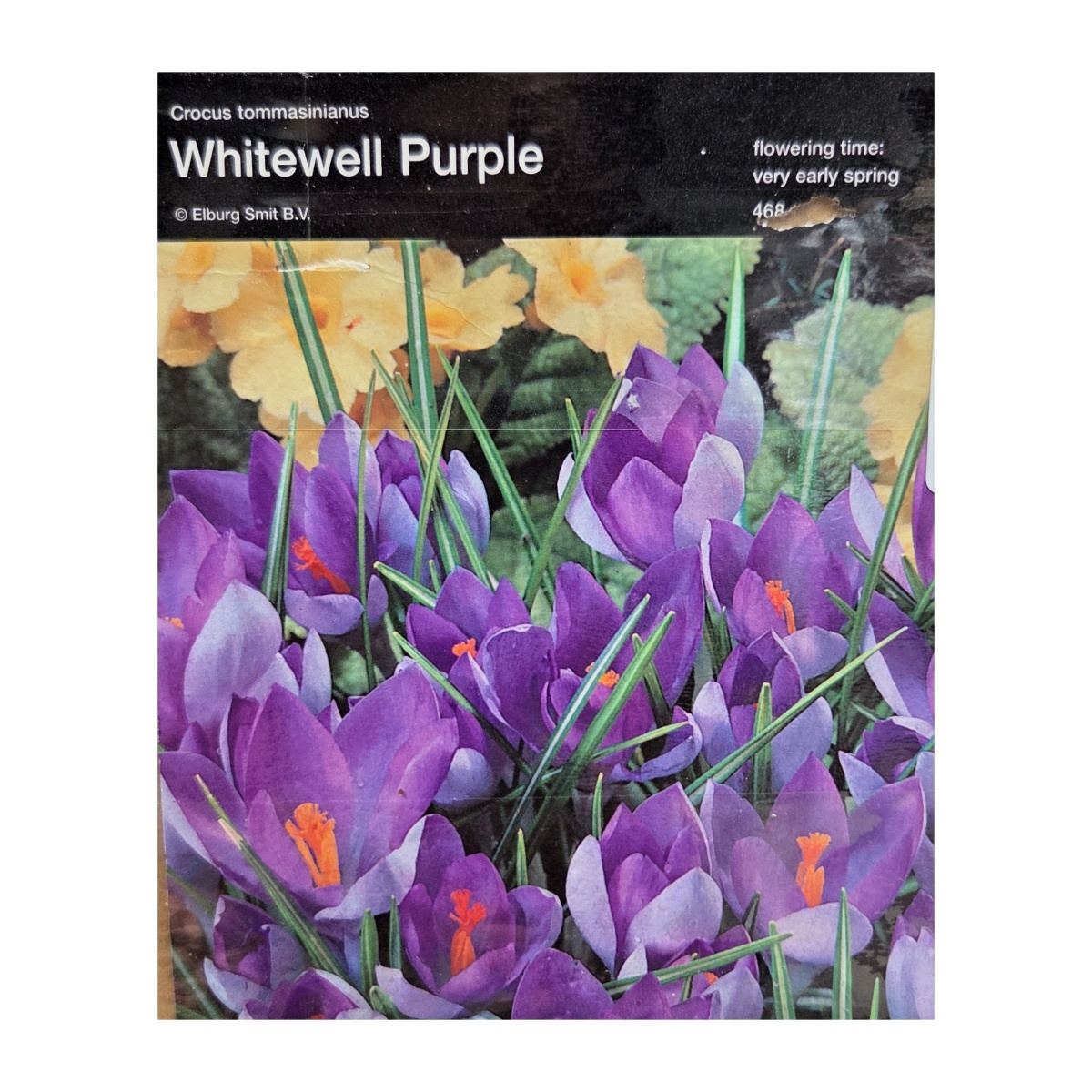 Krokusy - Krokus Whitewell Purple 10ks