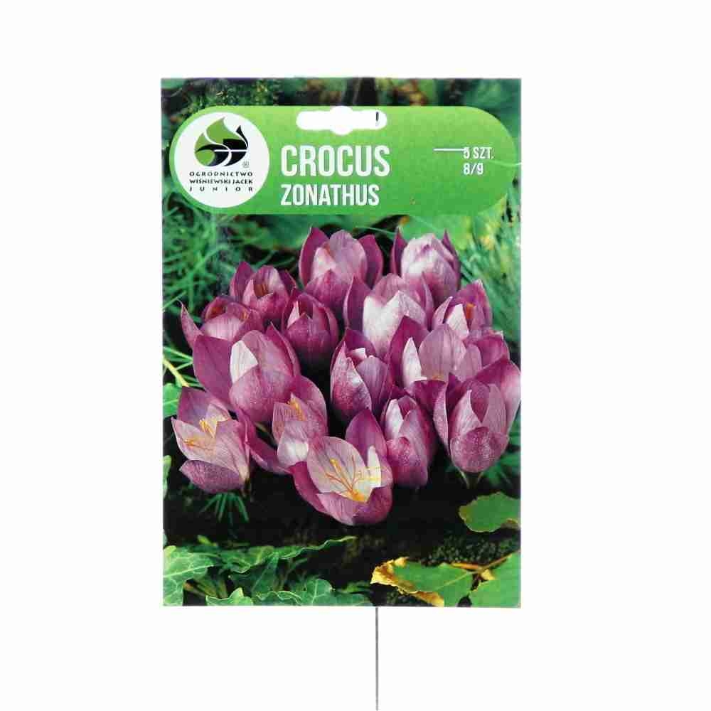 Rostliny - Krokus Zonathus 5ks