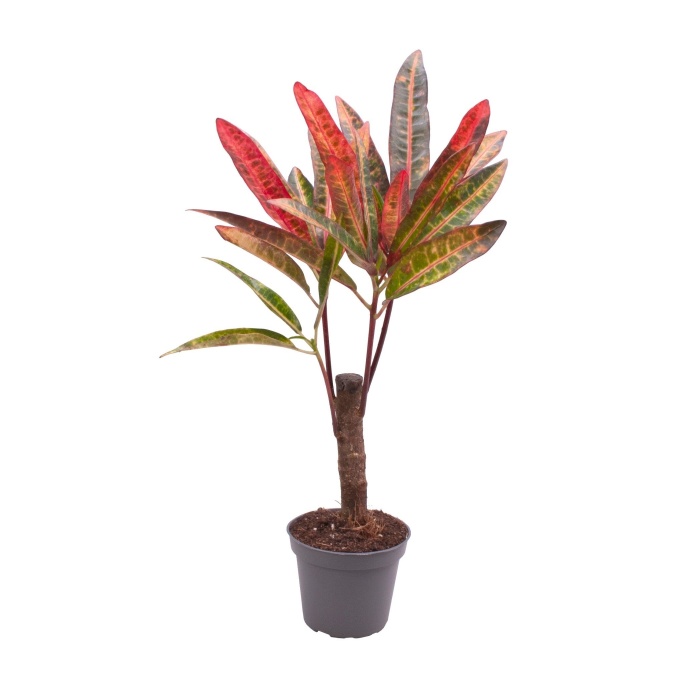 Okrasné pokojové rostliny - Kroton 'Excurrens' květináč 6cm