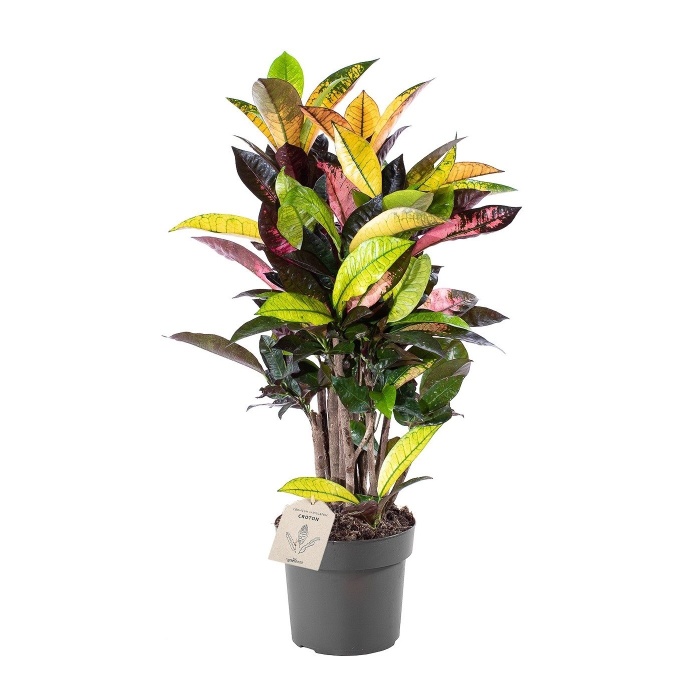 Okrasné pokojové rostliny - Kroton 'Iceton' květináč 17cm