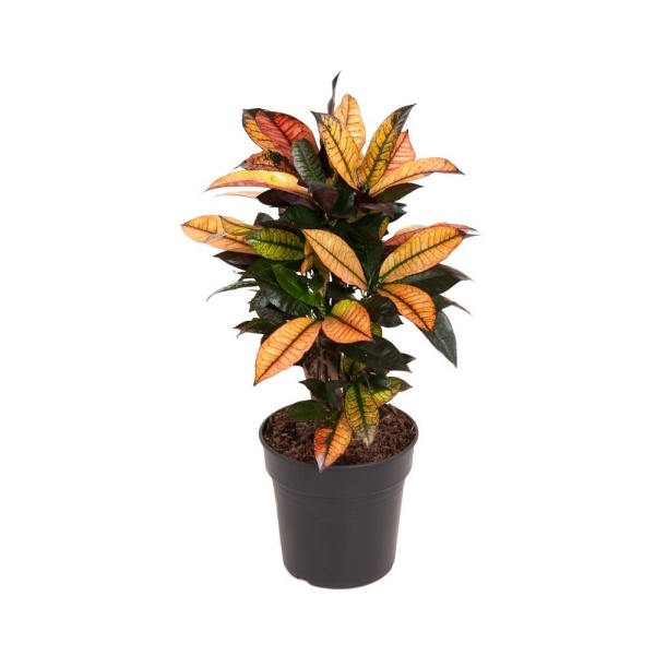 Okrasné pokojové rostliny - Kroton 'Iceton' květináč 21cm