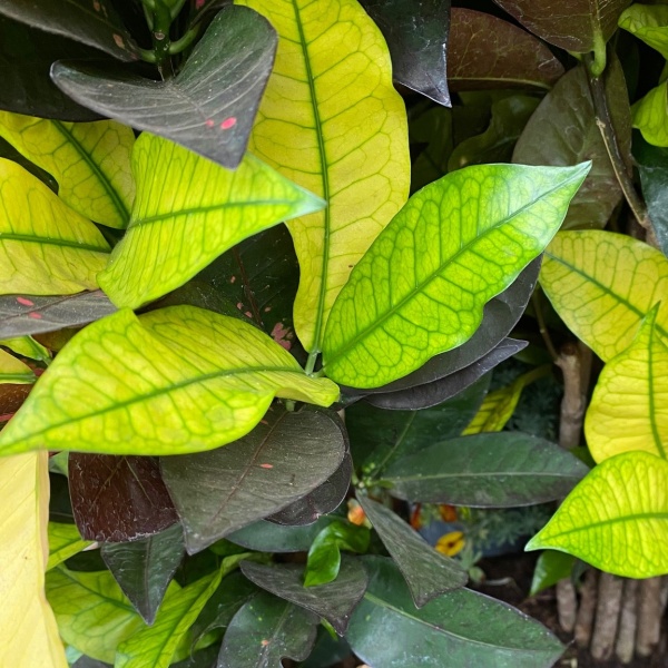 Kroton 'Iceton' květináč 21cm-0