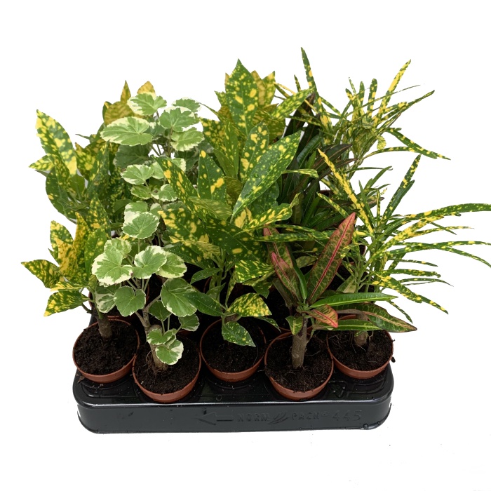 Pokojové rostliny okrasné listem - Kroton mix květináč 6cm