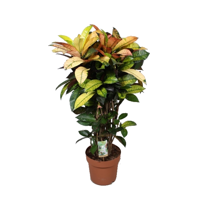 Okrasné pokojové rostliny - Kroton 'Mrs. Iceton' výška 90cm, květináč 24cm