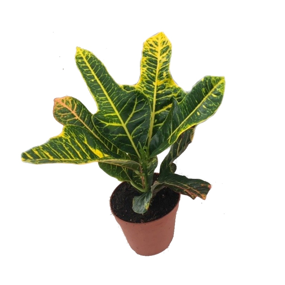 Okrasné pokojové rostliny - Kroton pestrý květináč 12cm