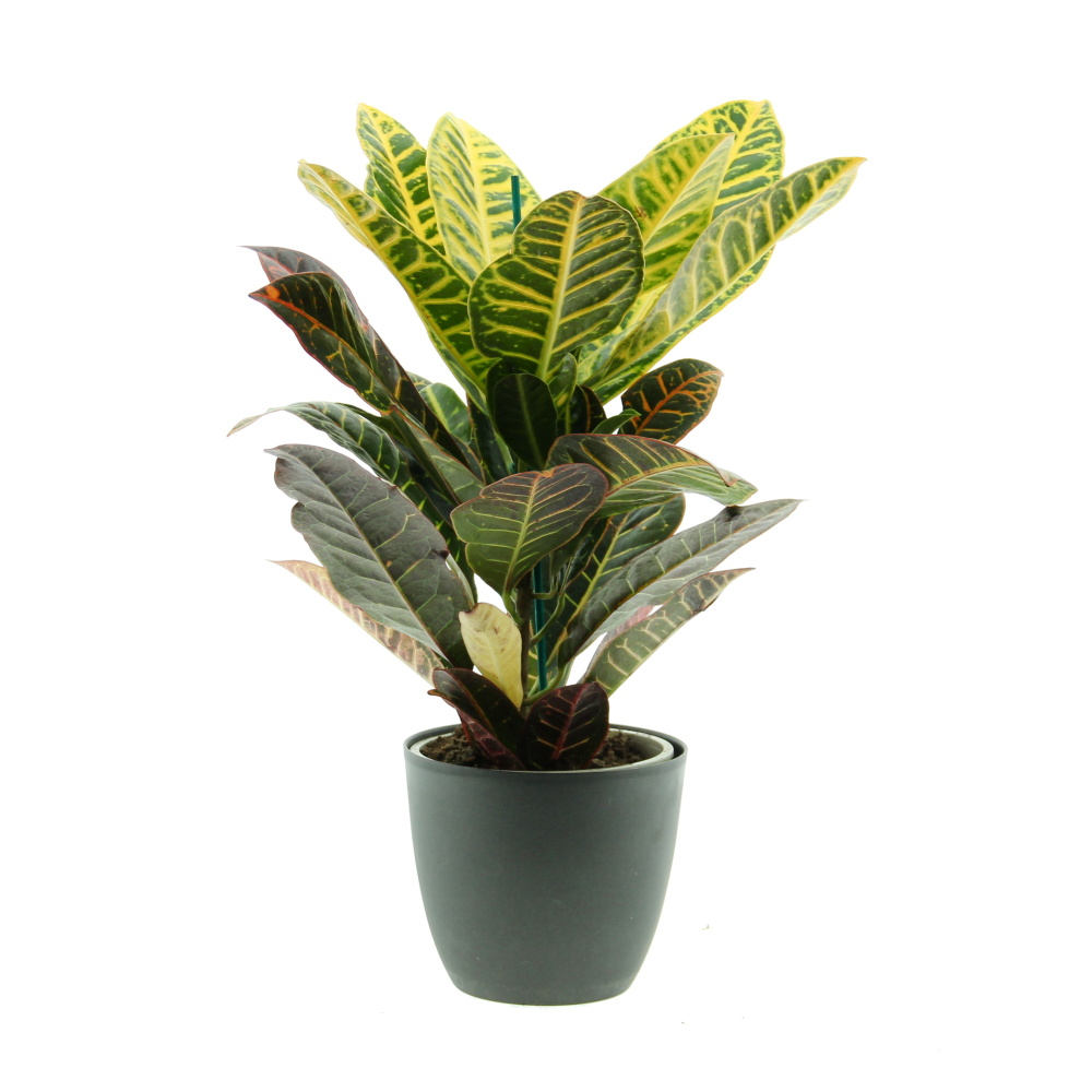 Okrasné pokojové rostliny - Kroton Petra květináč 17cm