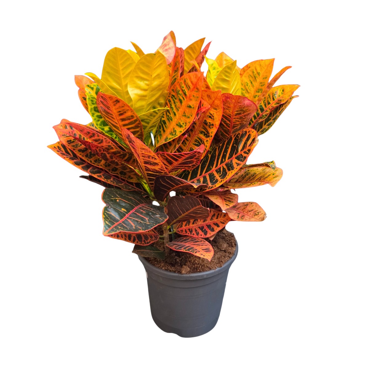 Okrasné pokojové rostliny - Kroton Petra květináč 30cm