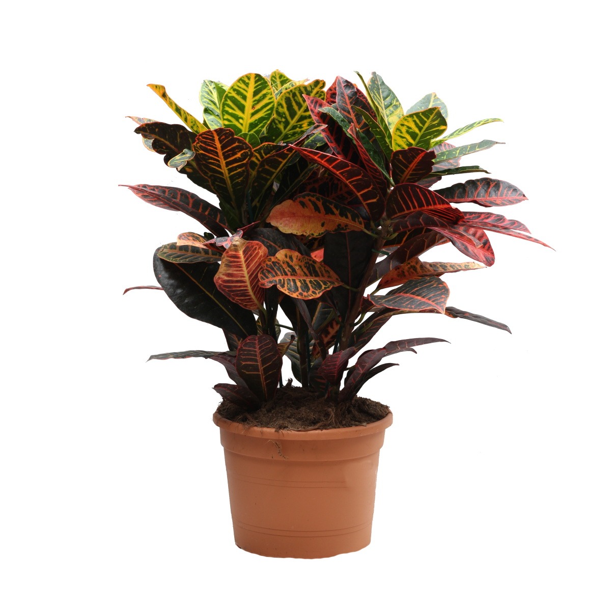 Kroton Petra květináč 30cm-0