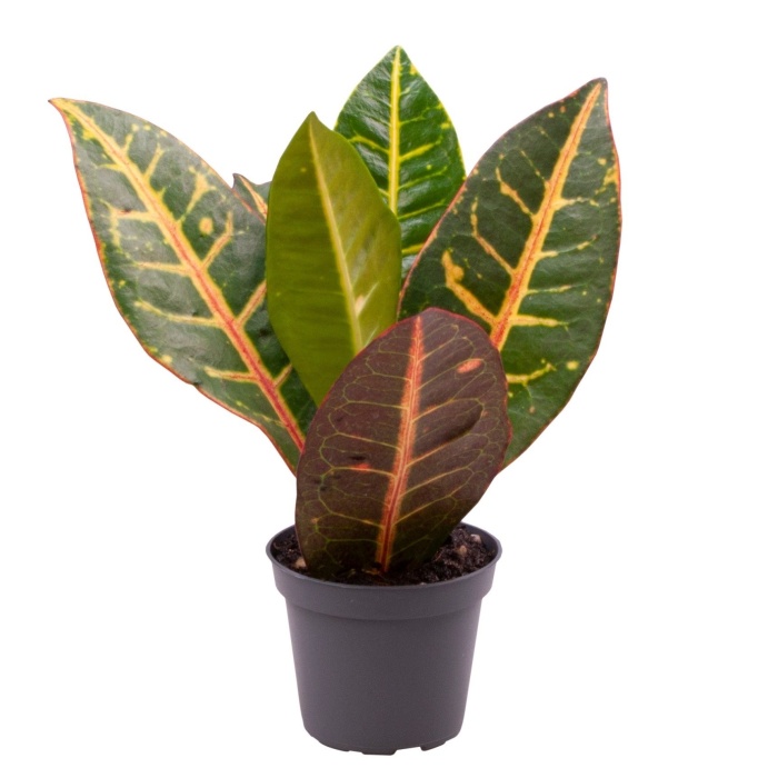 Pokojové rostliny okrasné listem - Kroton Petra květináč 6cm