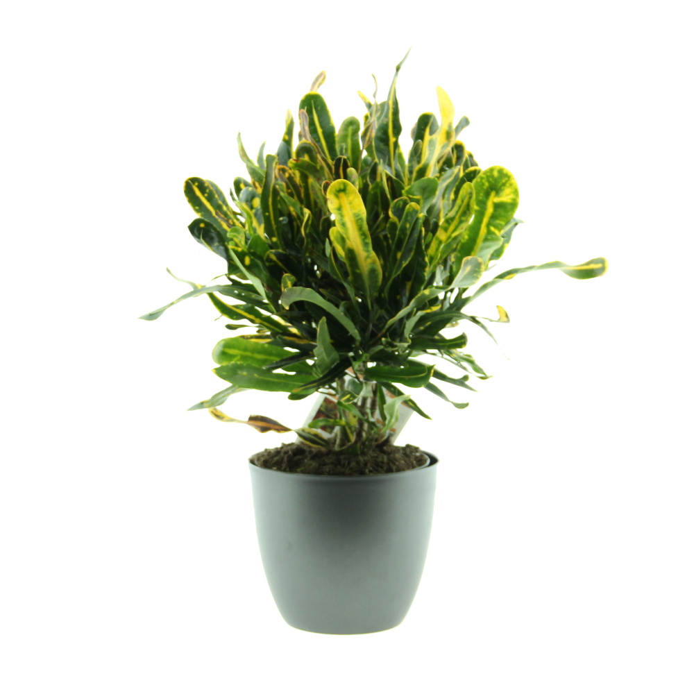 Okrasné pokojové rostliny - Kroton Yellow Mammy květináč 19cm