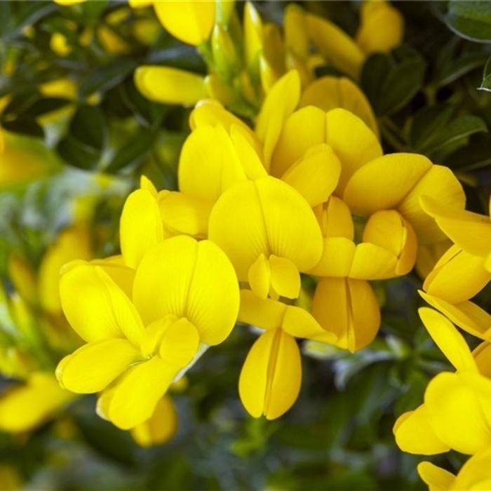 Keře okrasné květem - Kručinka barvířská Royal Gold výška 30/40cm, květináč 3 litry