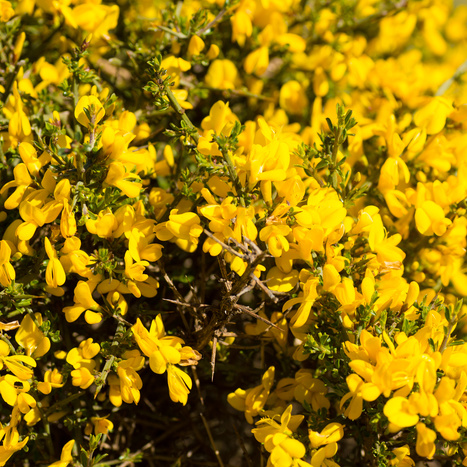 Keře okrasné květem - Kručinka lydijská květináč 2,5 litru, výška 20/30cm, keř