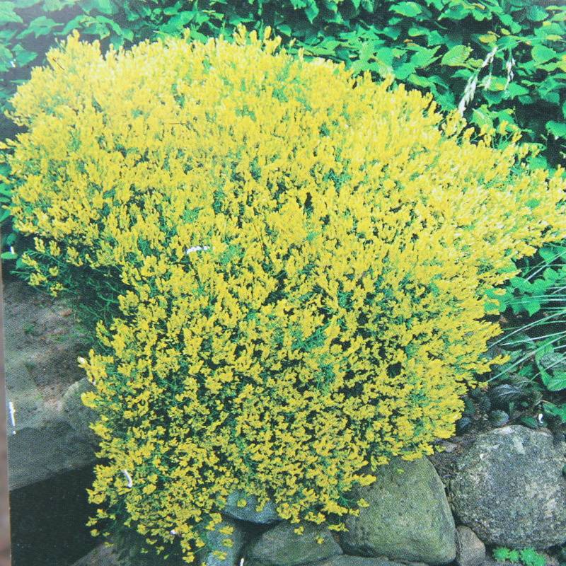 Keře okrasné květem - Kručinka lydijská květináč 2,5 litru, výška 40/60cm, keř