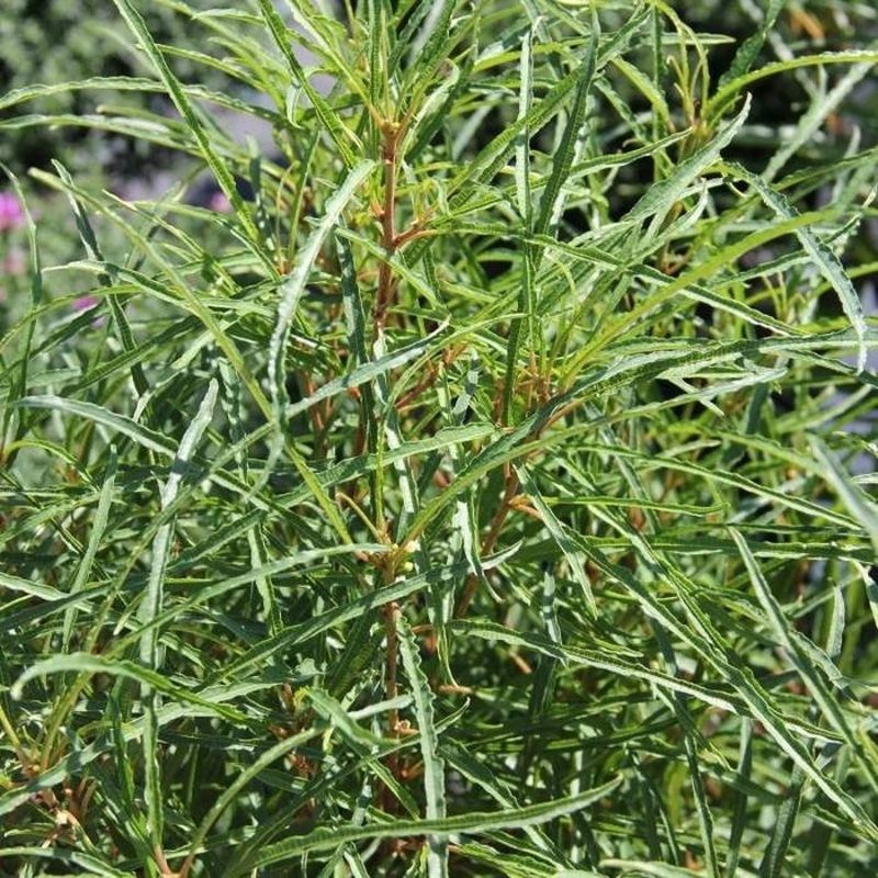 Keře okrasné listem - Krušina olšová Fine Line květináč 10 litrů