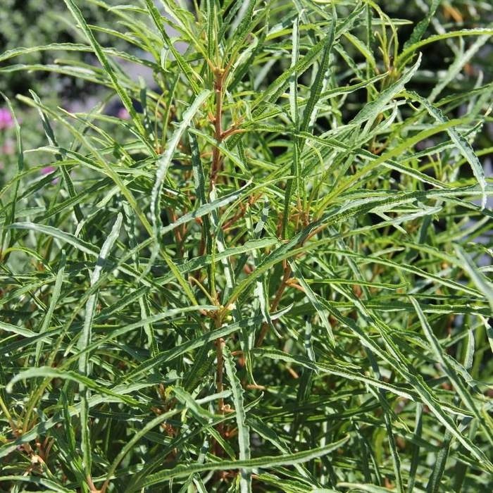 Keře okrasné listem - Krušina úzkolistá Fine Line květináč 18 litrů