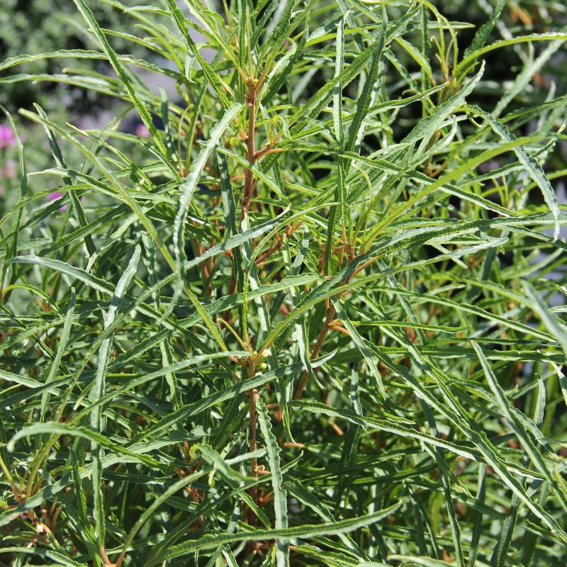 Keře okrasné listem - Krušina úzkolistá 'Fine Line' květináč 2,5 litru, výška 40/60cm, keř