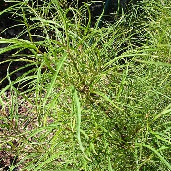 Keře okrasné listem - Krušina úzkolistá Fine Line květináč 5 litrů, výška 40/60cm, keř