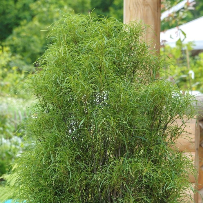 Keře okrasné listem - Krušina úzkolistá 'Fine Line' výška 60/80cm, květináč 10 litrů